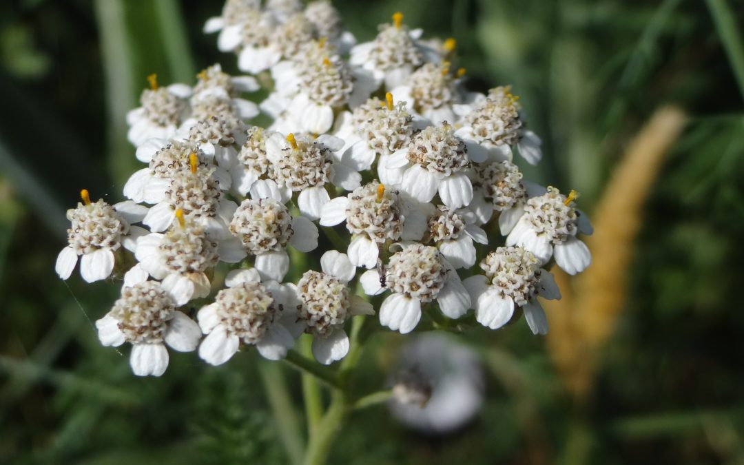 Achillée mille feuilles – Achillea millefolium