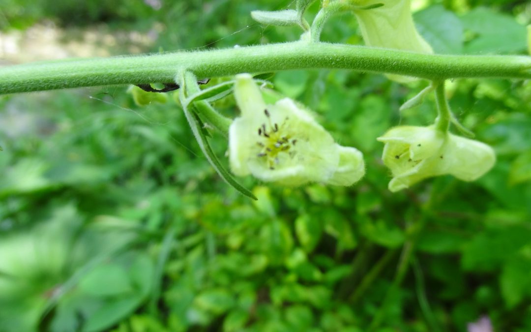 Aconit tue loups-Aconitum lycoctonum