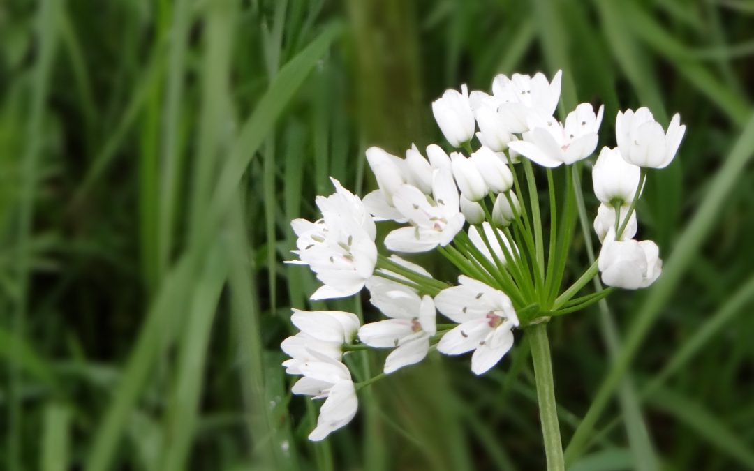 Ail de Naples – Allium neaplitanum
