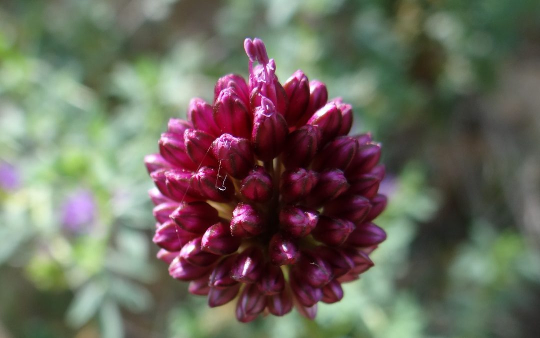 Ail des vignes – Allium vineale