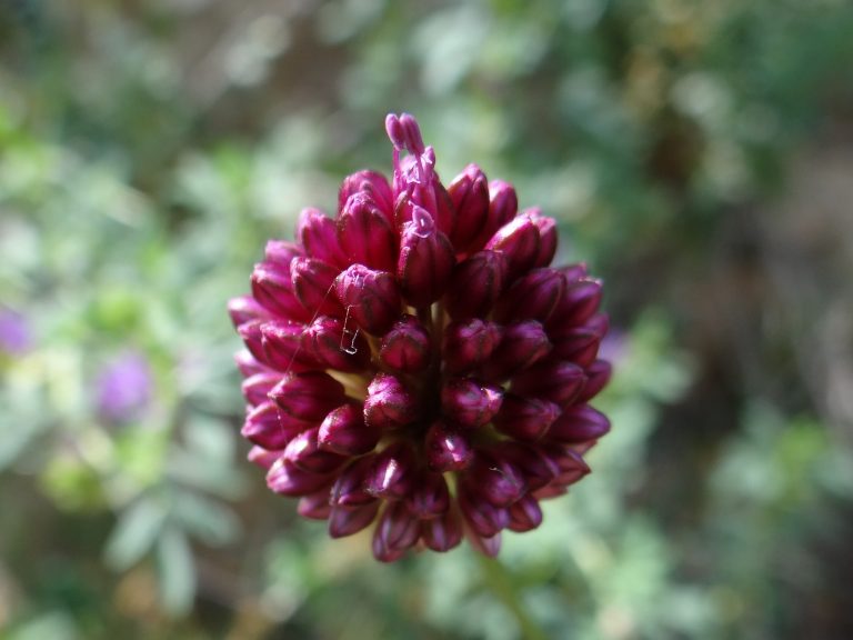 Ail des vignes – Allium vineale