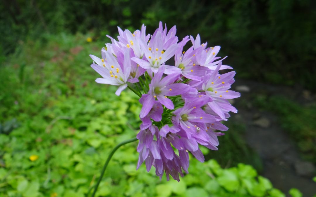Ail rosé – Allium roseum