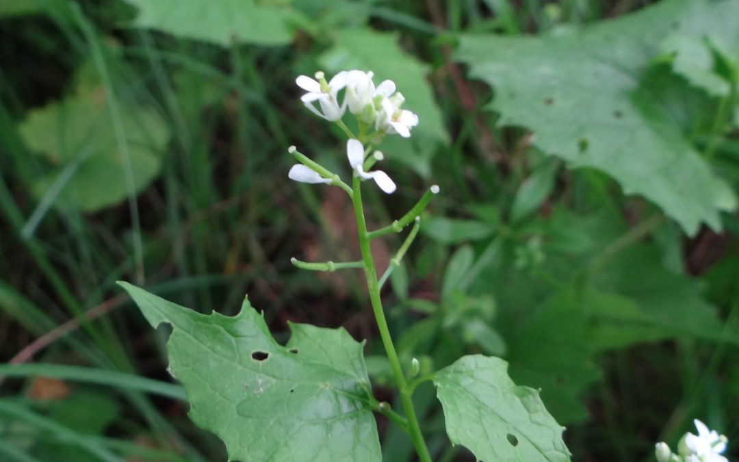 Alliaire officinale – Alliaria petiolata