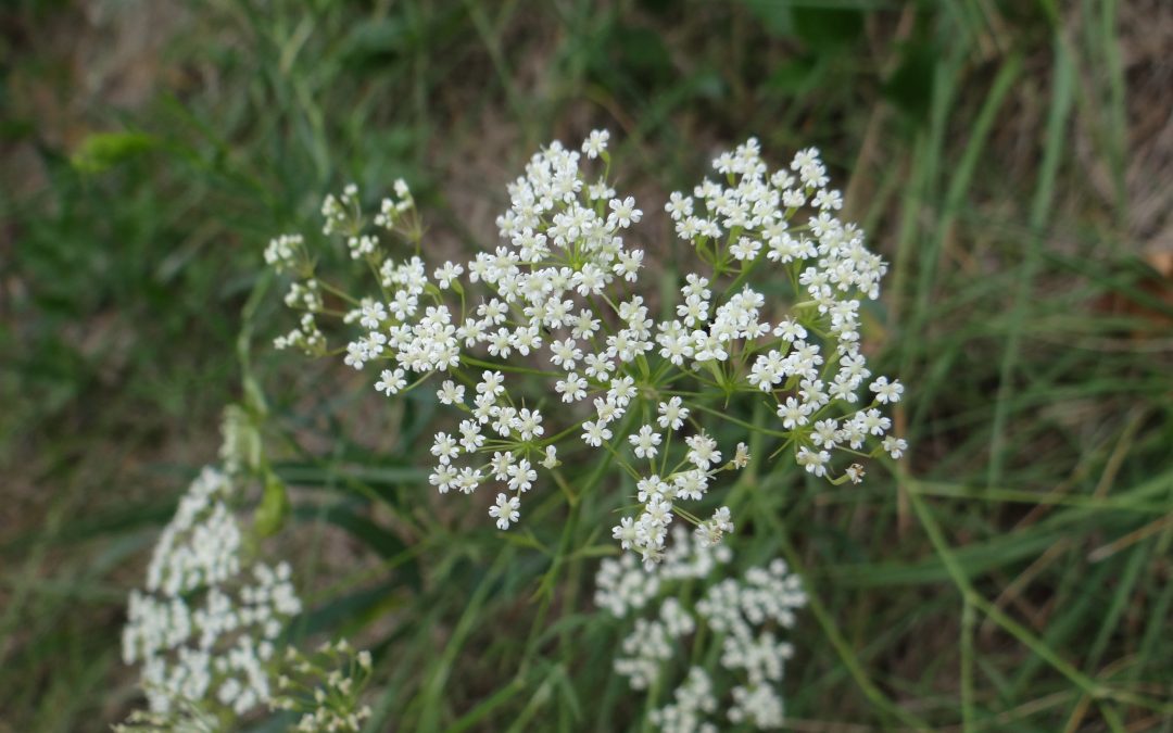 Ammi officinal – Ammi majus
