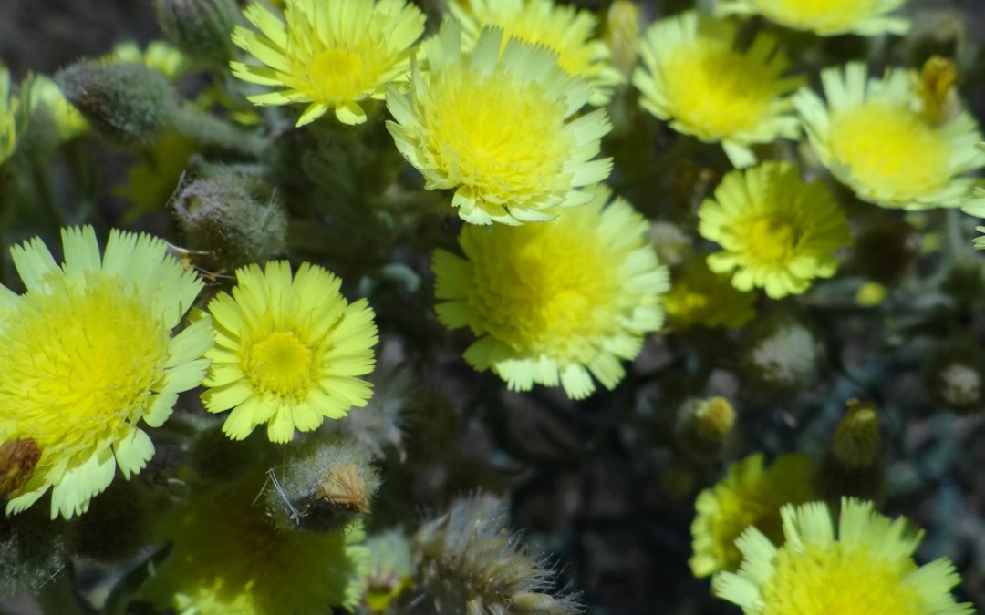 Andryale sinueuse – Andryala integrifolia