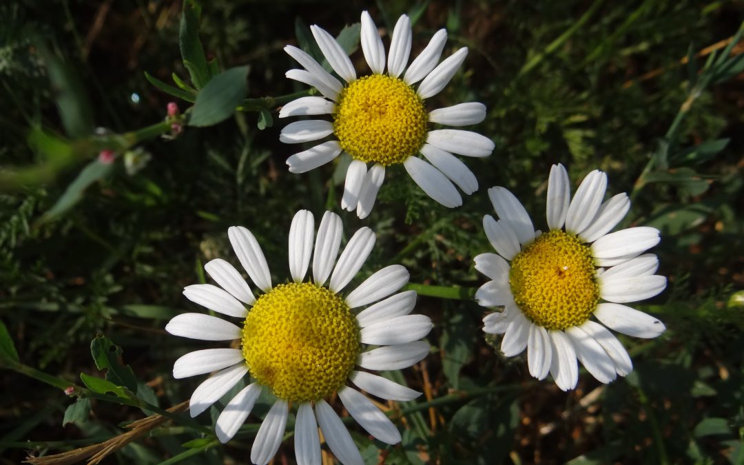 Anthémis des champs – Anthemis arvensis