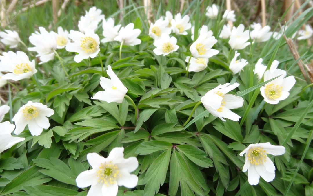 Anémone Sylvie – Anemone nemorosa
