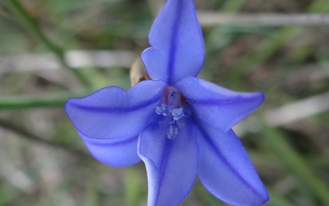 Aphyllante de Montpellier – Aphyllanthes monspeliensis.