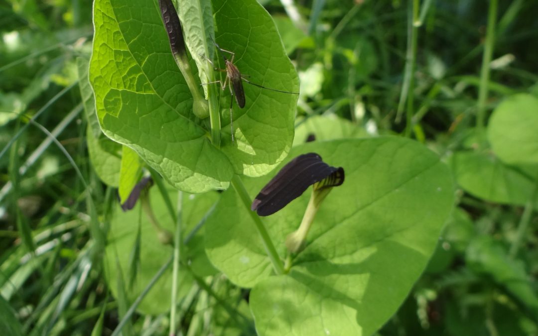 Aristoloche à feuilles rondes – Aristolochia rotunda