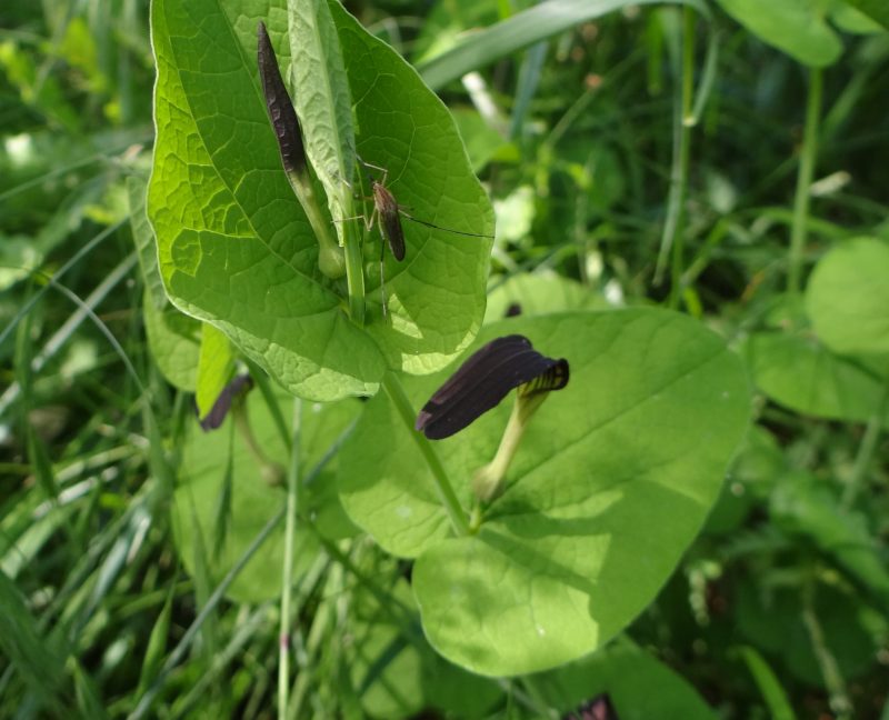 Aristoloche à feuilles rondes – Aristolochia rotunda