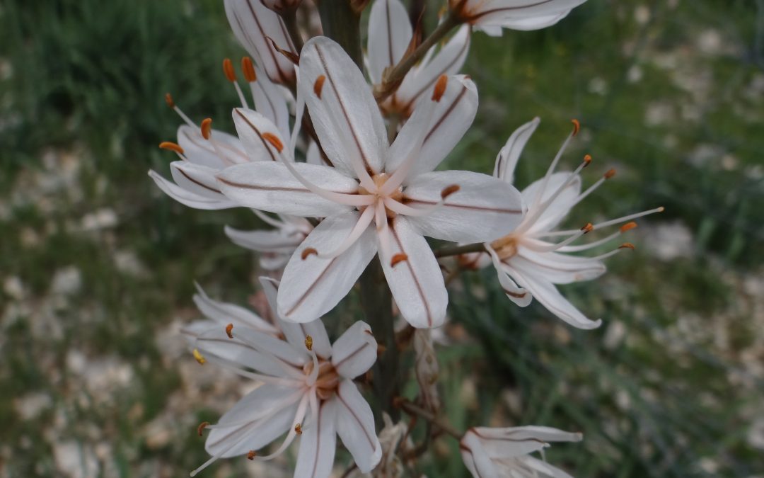 Asphodèle cerise – Asphodelus cerasiferus