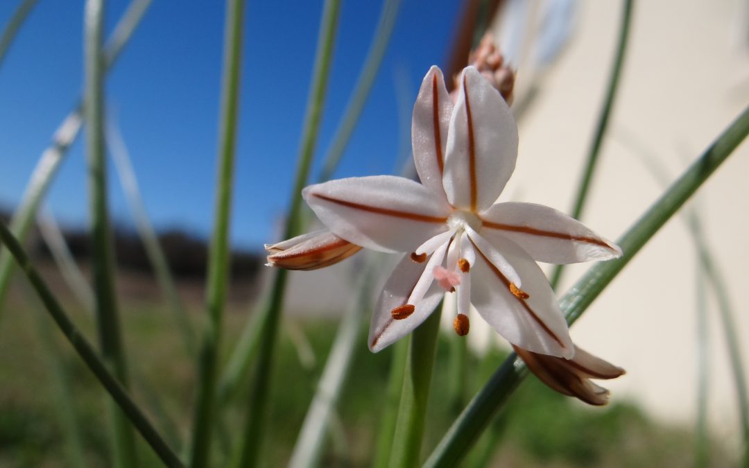 Asphodèle fistuleux – Asphodelus fistulosus