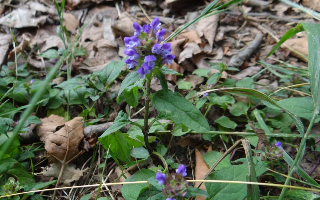Brunelle commune – Prunella vulgaris