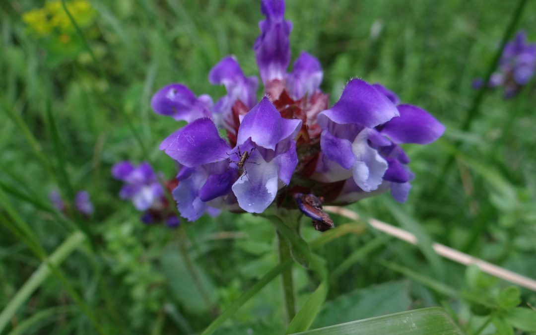 Brunelle à grande fleur – Prunella grandiflora