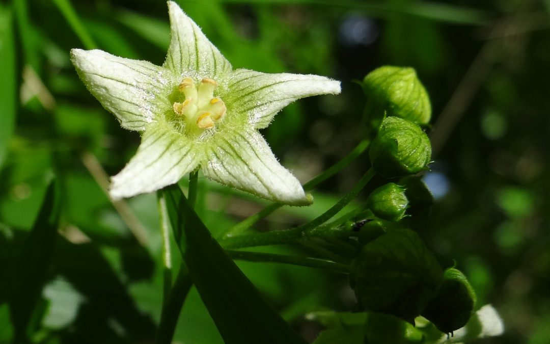 Bryone – Bryonia dioica
