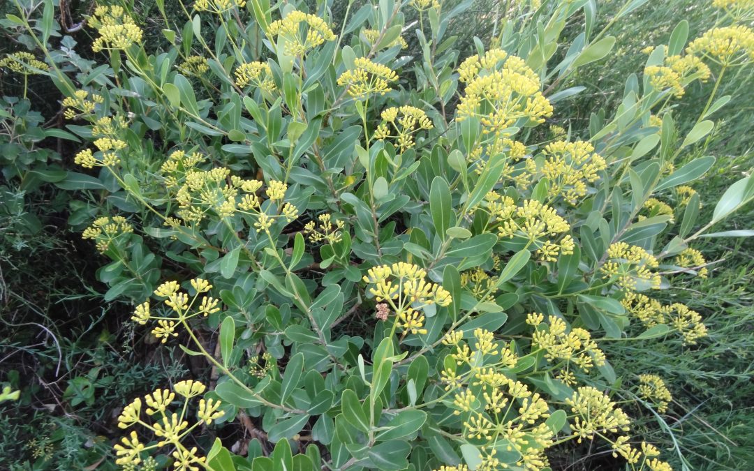 Buplèvre arbustif – Bupleurum fruticosum