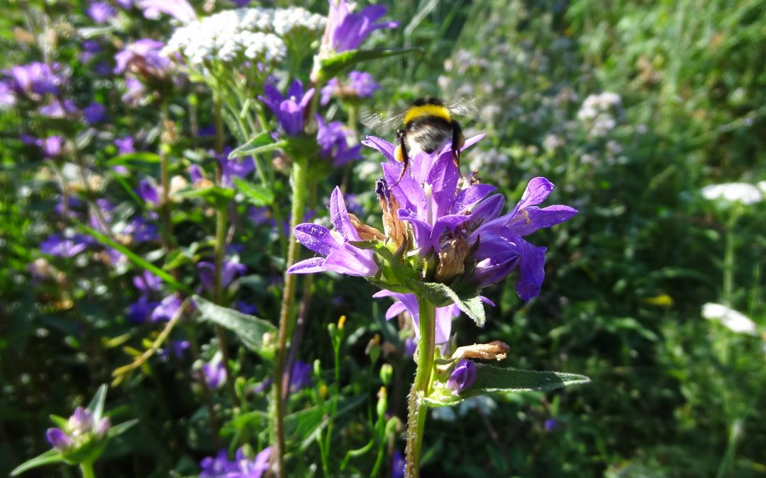Campanule cervivaire – Campanula cervicaria