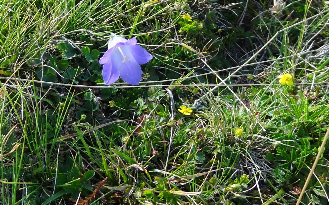 Campanule à feuille de  pêcher – Campanula persicifolia