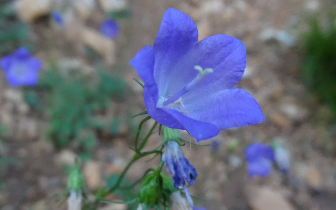 Campanule à feuille rond – Campanula rotundifolia