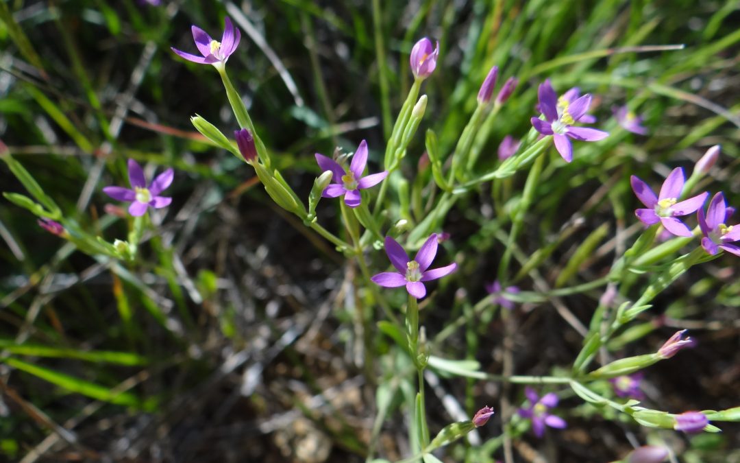 Petite Centaurée rouge – Centaurium  erythraea