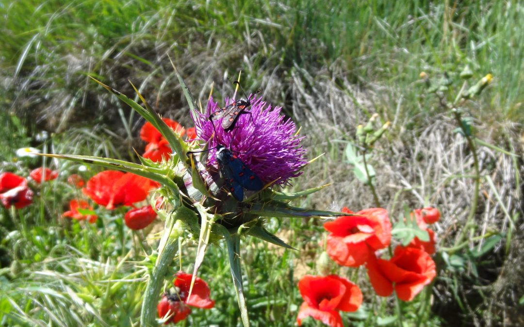 Chardon Marie – Silybum marianum