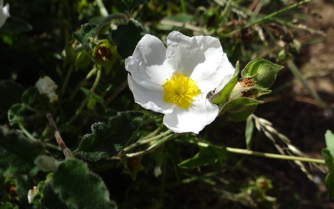 Ciste à feuilles de sauge – Cistus salviifolius