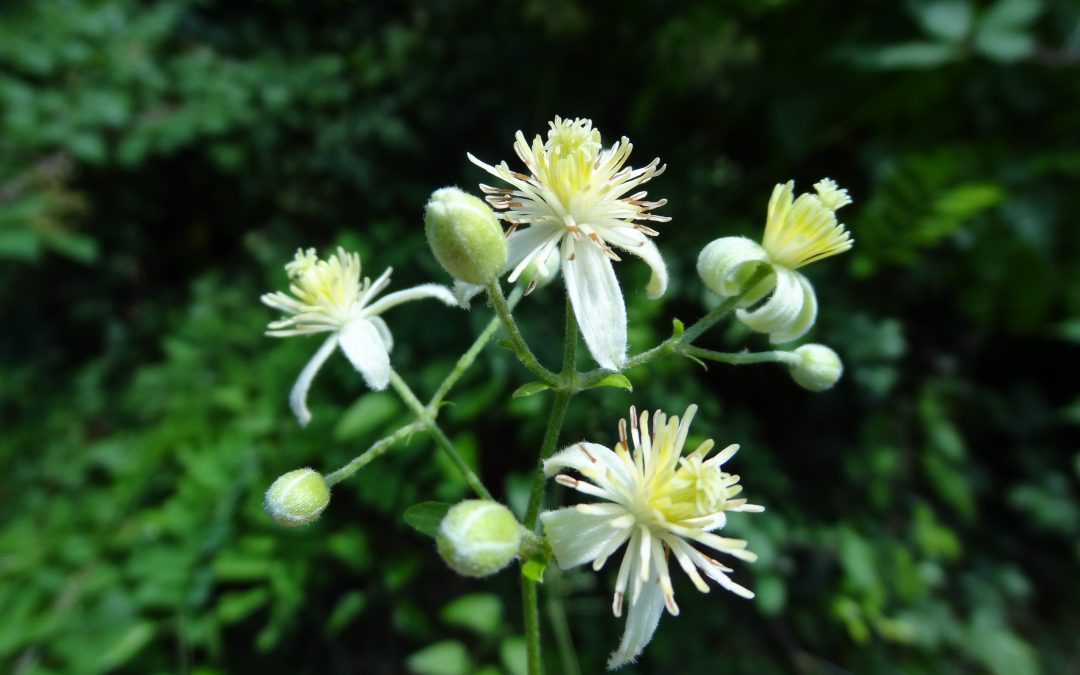 Clématite des haies Vigne blanche -Clematis vitalba