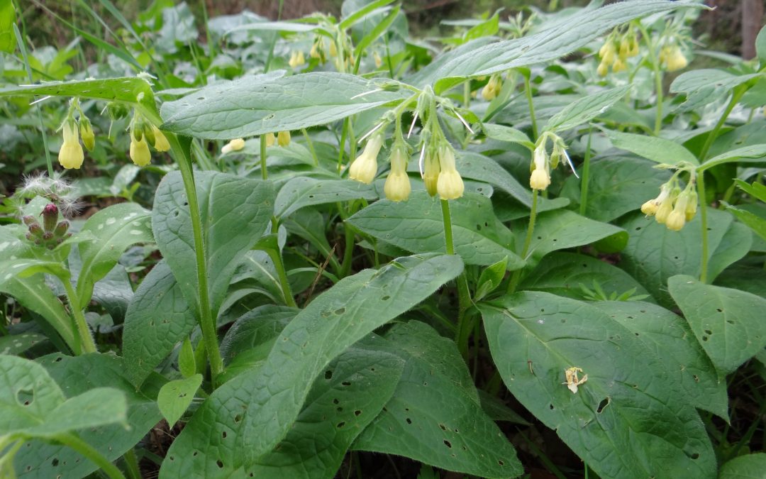 Consoude tubéreuse – Symphytum tuberosum