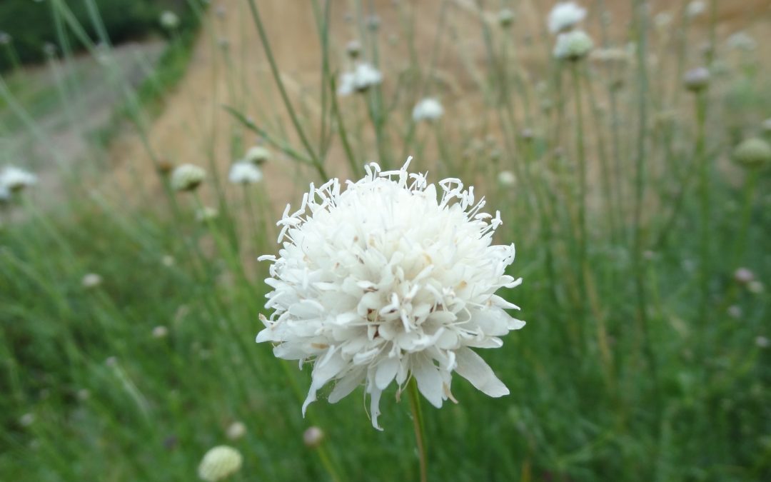 Céphalaire à fleurs blanches – Cephalaria leucantha