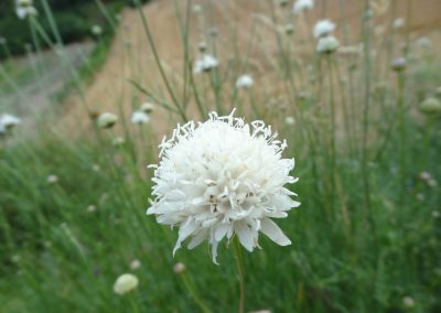 Céphalaire à fleurs blanches – Cephalaria leucantha