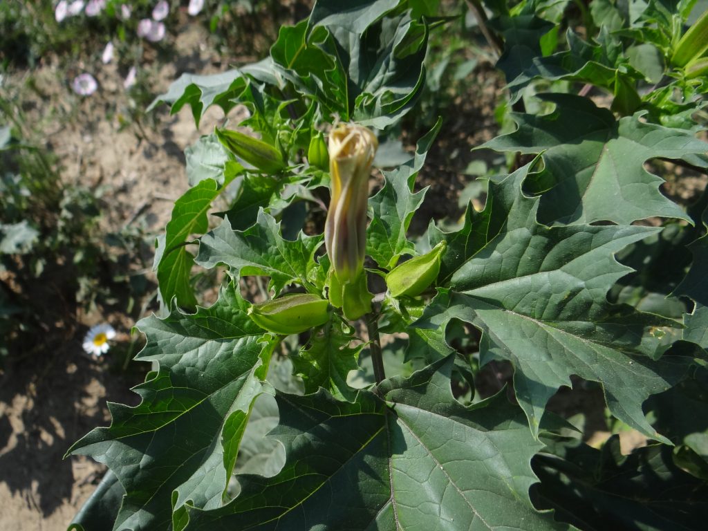 Datura officinal - Datura stramonium