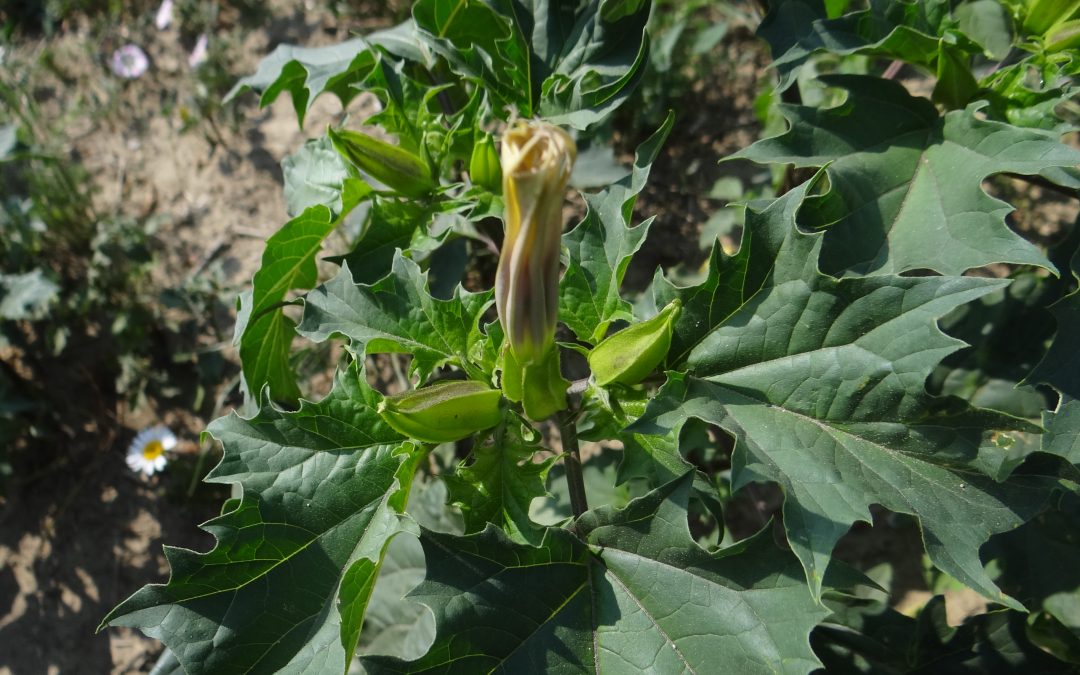 Datura officinal – Datura stramonium