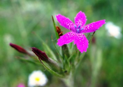 Oeillet armeria – Dianthus armeria