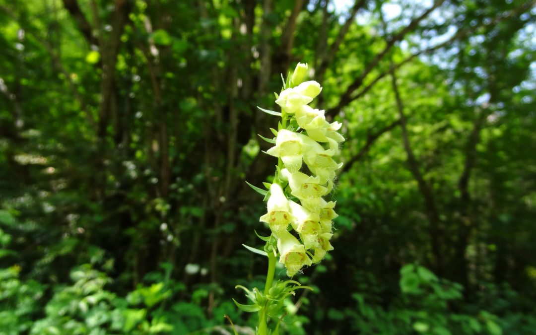 Digitale jaune – Digitalis lutea