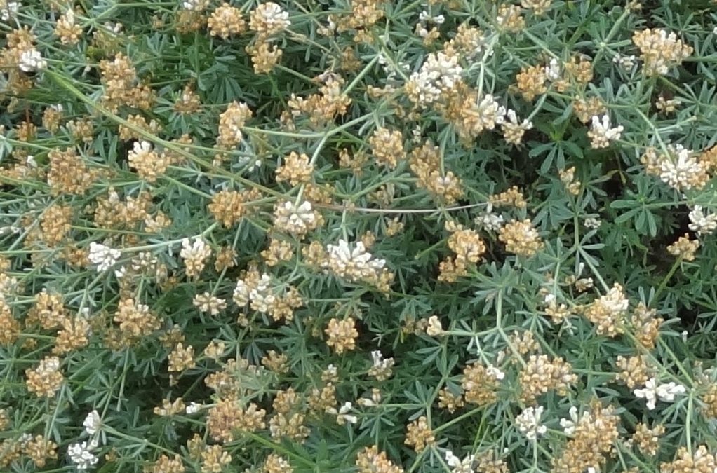 Dorycnie à 5  feuilles – Dorycnium pentaphyllum