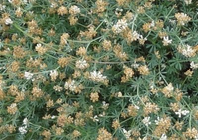 Dorycnie à 5  feuilles – Dorycnium pentaphyllum