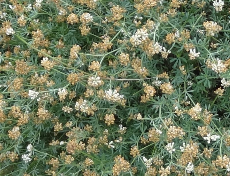 Dorycnie à 5  feuilles – Dorycnium pentaphyllum