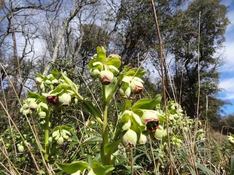 Hellébore fétide – Helleborus foetidus