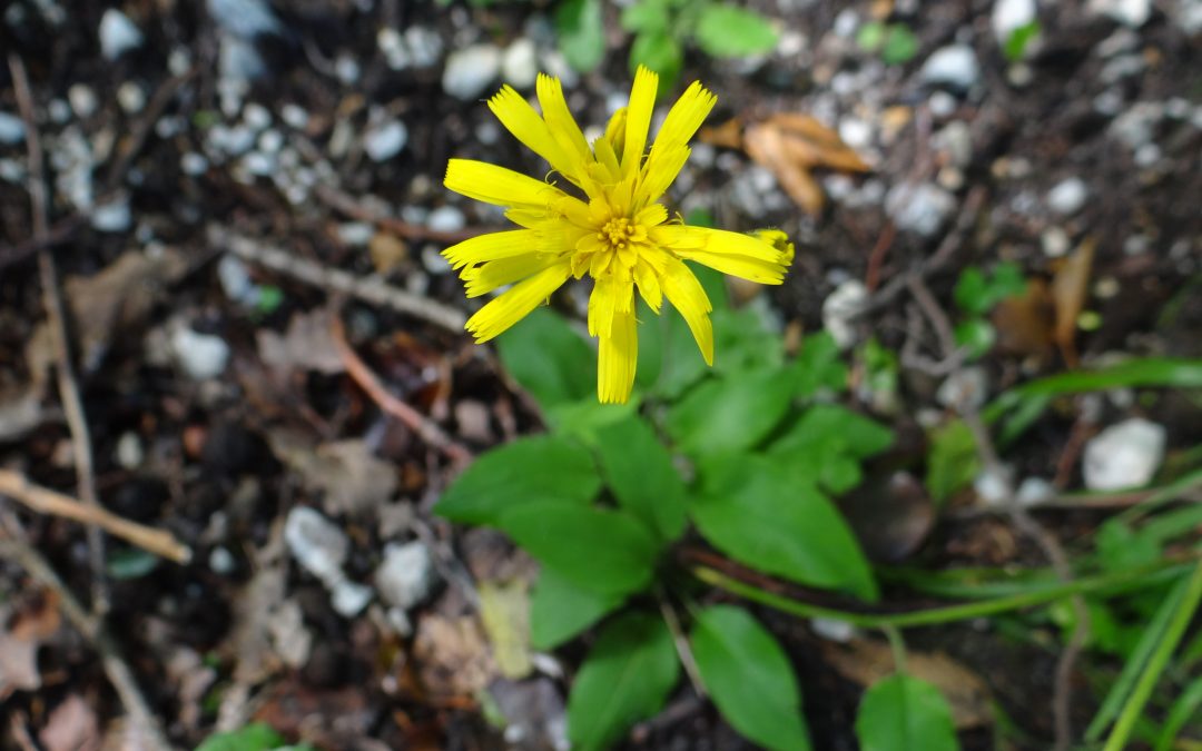 Epervière des murs – Hieracium murorum