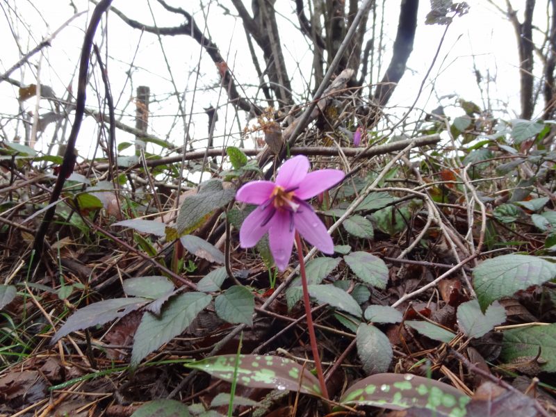 Erythrone Dent de chien u2013 Erythronium dens-canis  Aurea Ecole de 