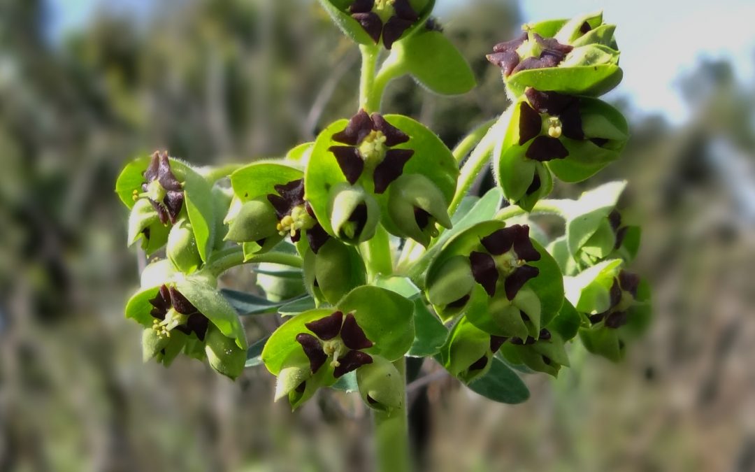 Euphorbe  characias – Euphorbia characias