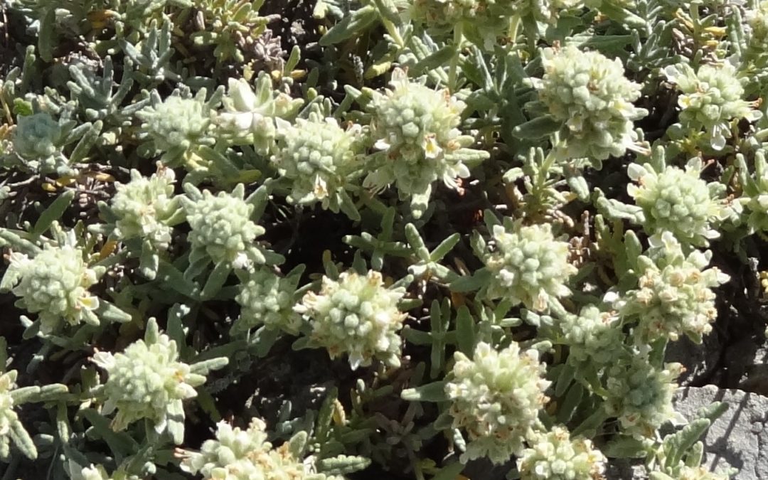 Germandrée blanc-grisâtre – Teucrium polium