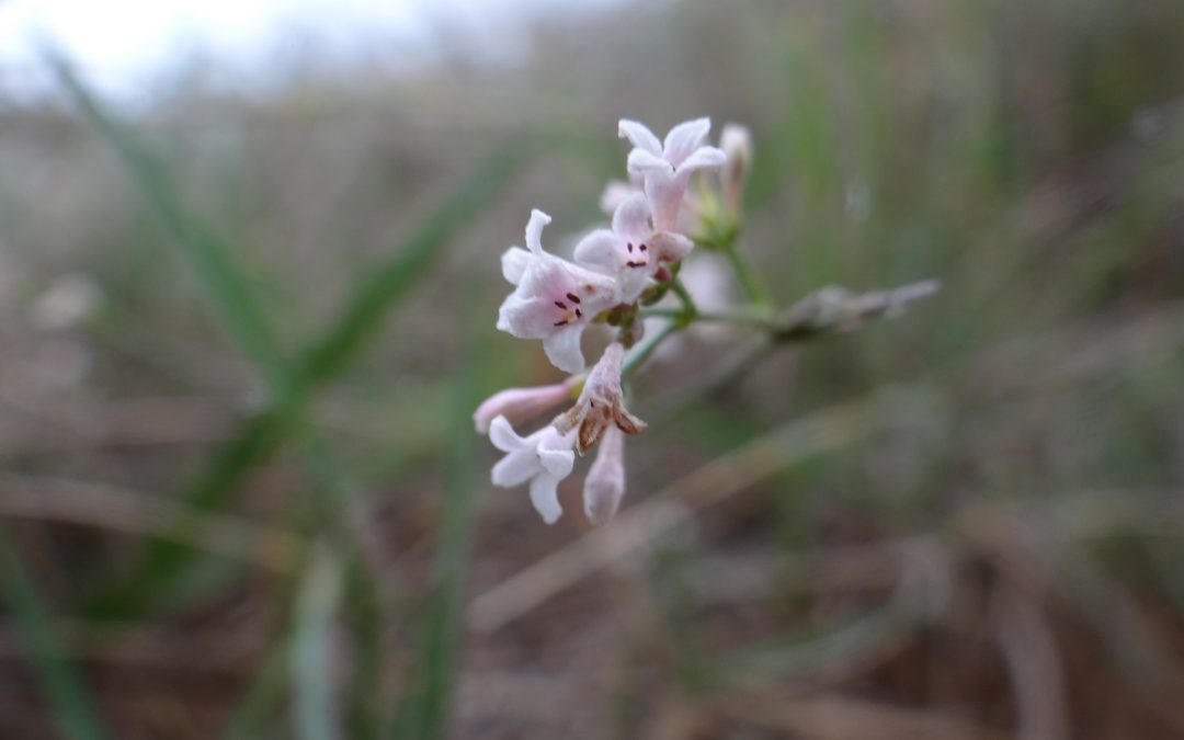 Aspérule de l’esquinancie – Asperula cynanchica