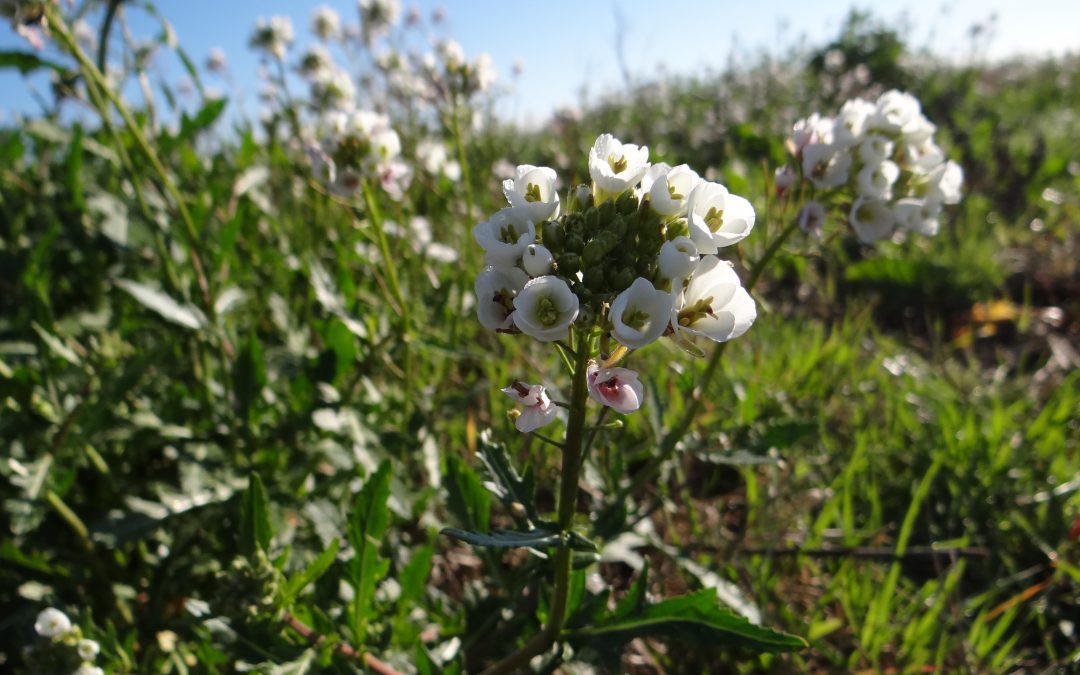 Fausse roquette – Diplotaxis erucoides
