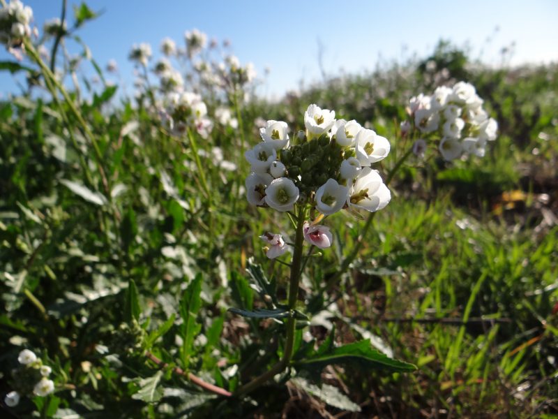 Fausse roquette Diplotaxis erucoides
