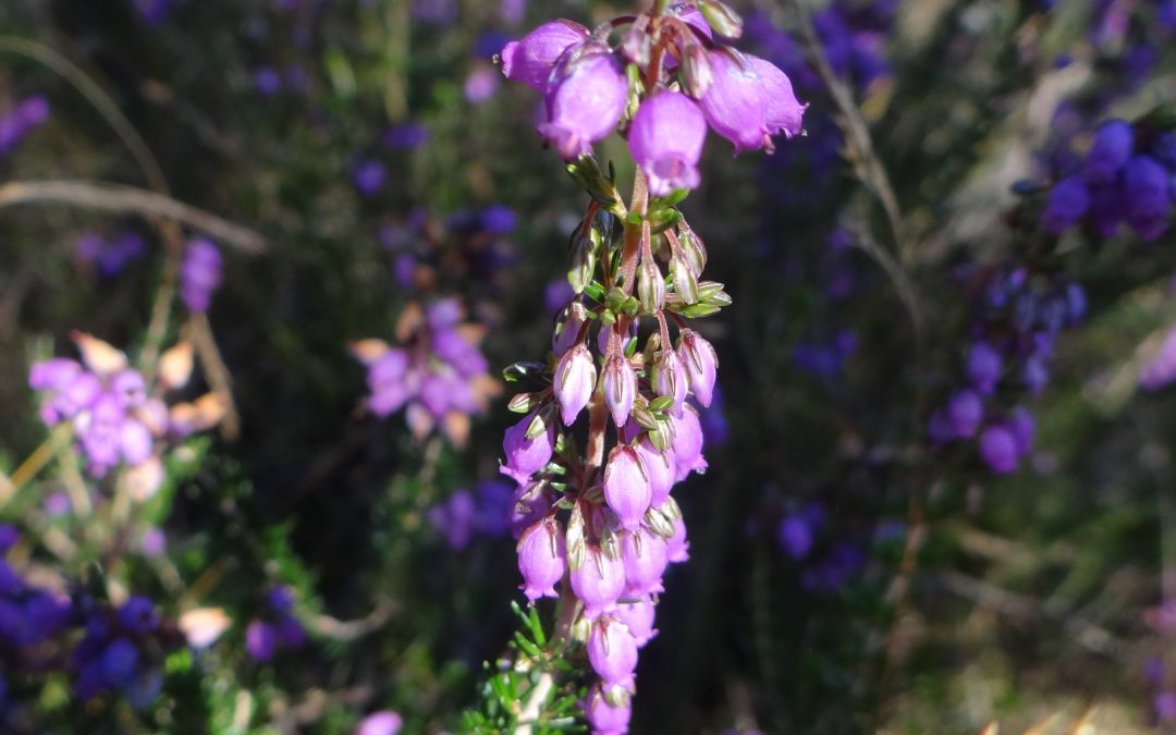 Bruyère des marais – Erica tetralix