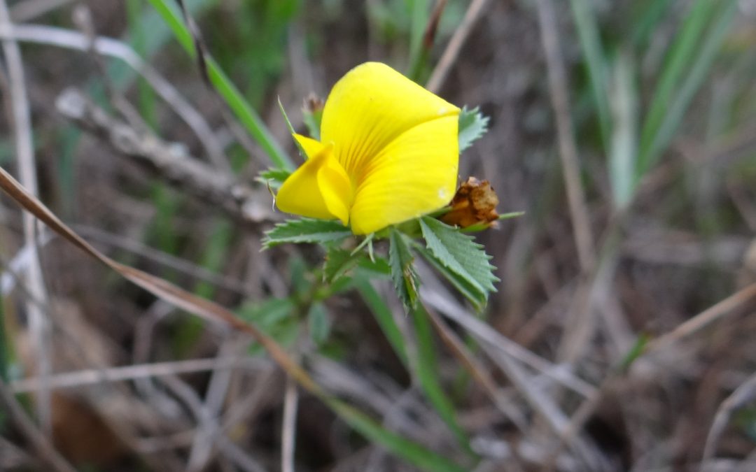 Bugrane très grêle – Ononis minutissima