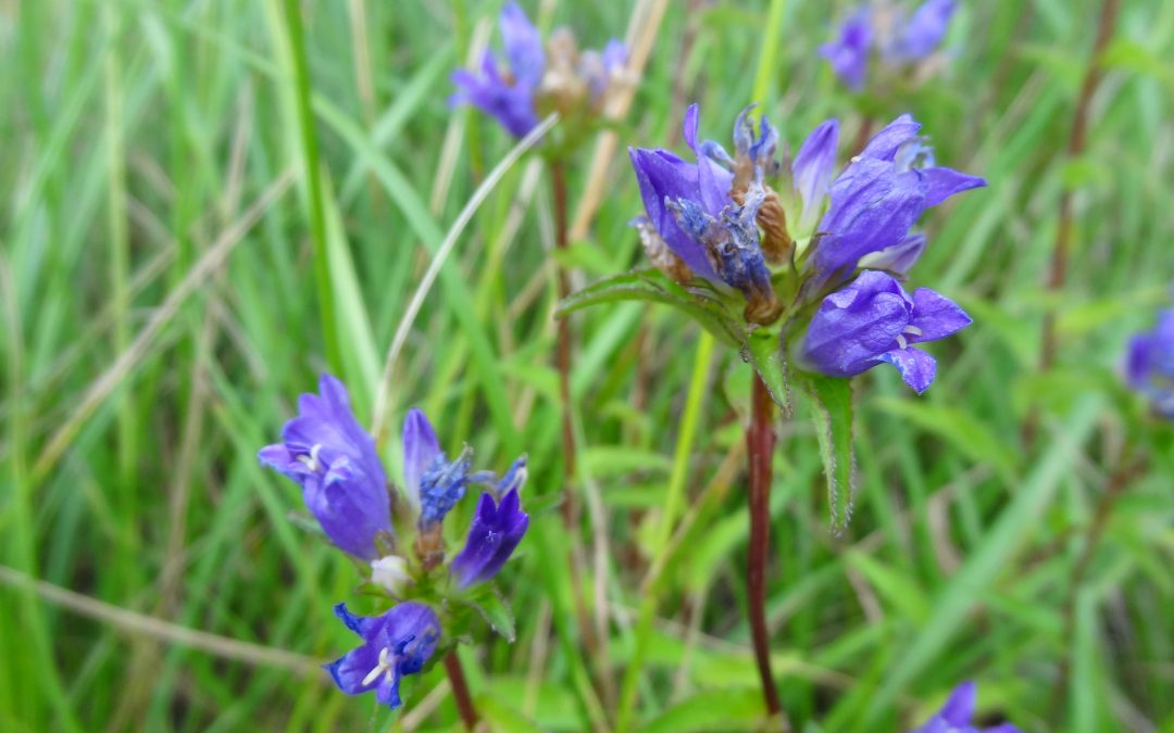 Campanule agglomérée – Campanula glomerata