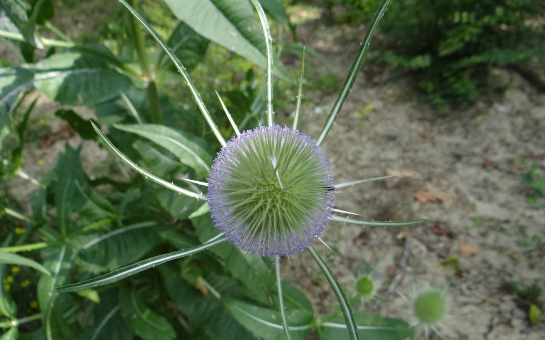 Cardère sauvage – Dipsacus fullonum