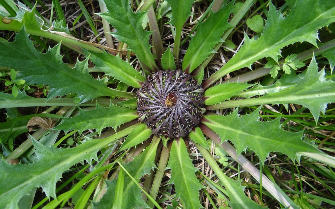 Carline à feuilles d’Acanthe – Carlina acanthifolia